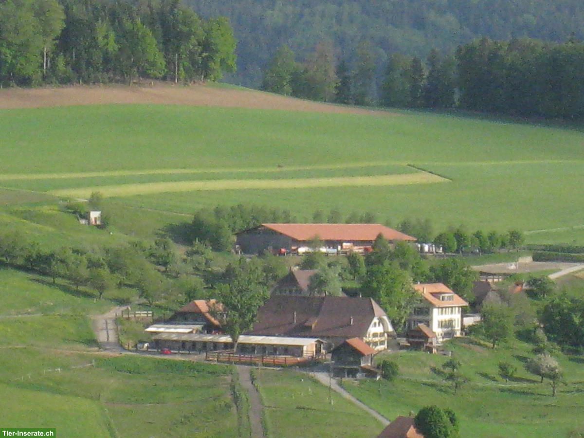 Grosse Auslaufboxe mit Infrastruktur und Ganzjahresweide ab März