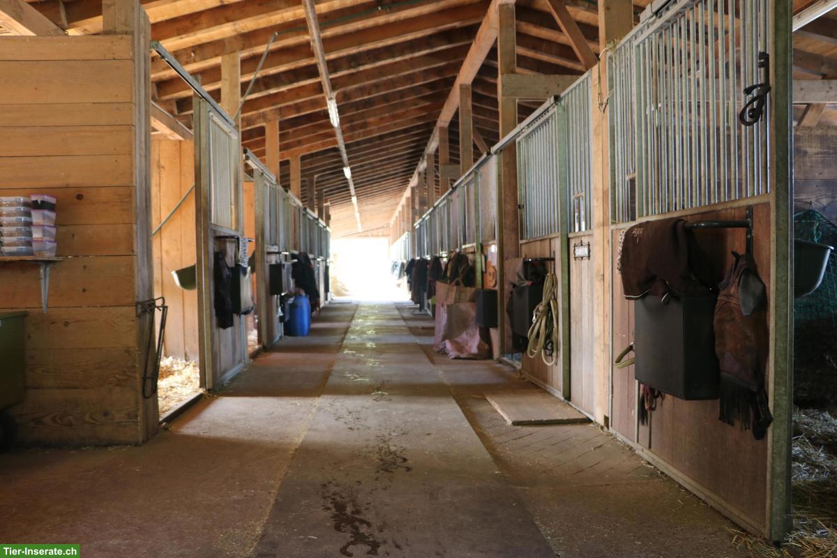 Bild 3: Grosse Auslaufboxe mit Infrastruktur und Ganzjahresweide ab März