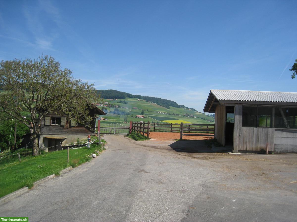 Bild 4: Grosse Auslaufboxe mit Infrastruktur und Ganzjahresweide ab März