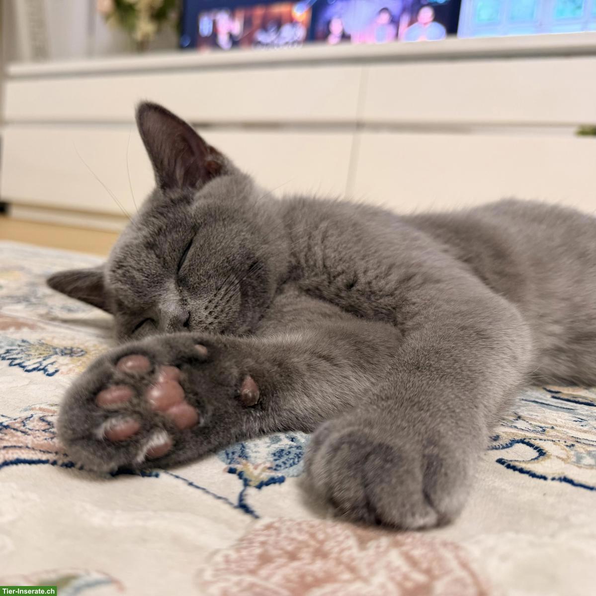 Reinrassiges BKH-Kitten, Kater, blau