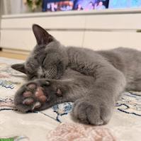 Reinrassiges BKH-Kitten, Kater, blau