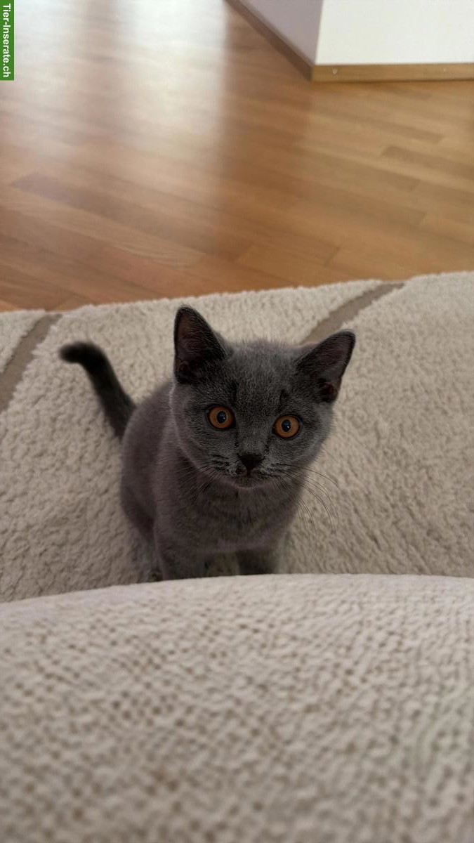 Bild 2: Reinrassiges BKH-Kitten, Kater, blau