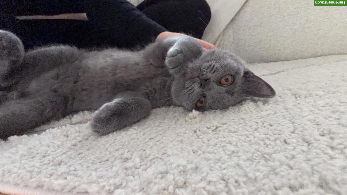 Bild 4: Reinrassiges BKH-Kitten, Kater, blau