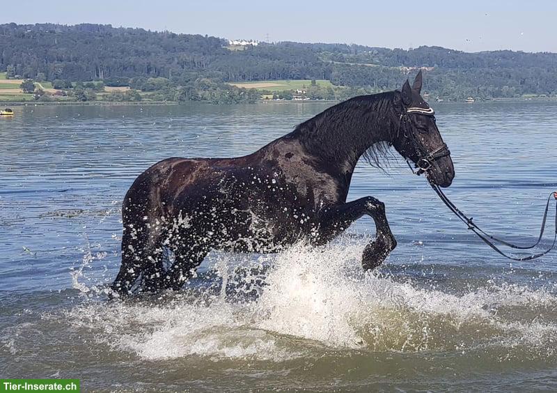Friesen Wallach sucht liebevolles, passendes Zuhause