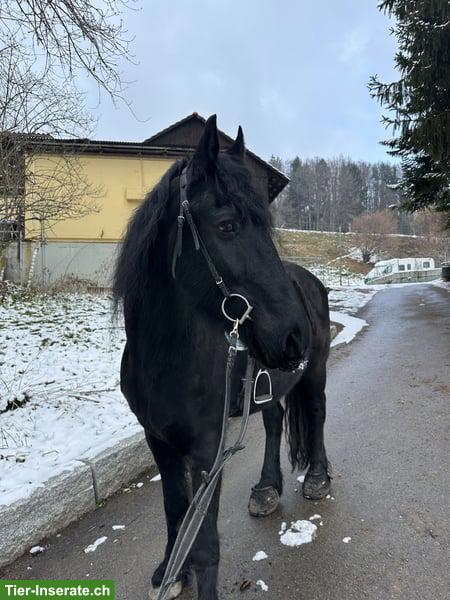 Bild 4: Friesen Wallach sucht liebevolles, passendes Zuhause