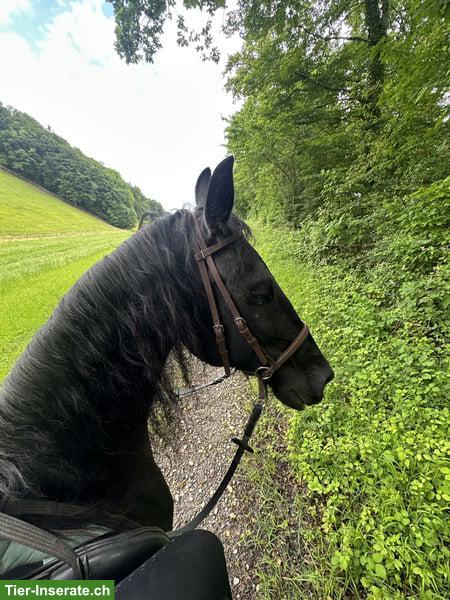Bild 5: Friesen Wallach sucht liebevolles, passendes Zuhause