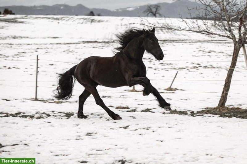 Bild 6: Friesen Wallach sucht liebevolles, passendes Zuhause