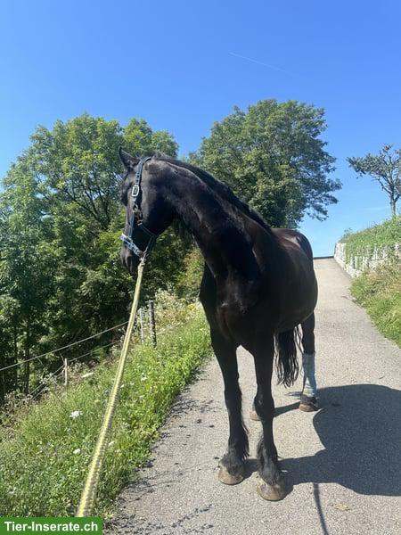 Bild 7: Friesen Wallach sucht liebevolles, passendes Zuhause