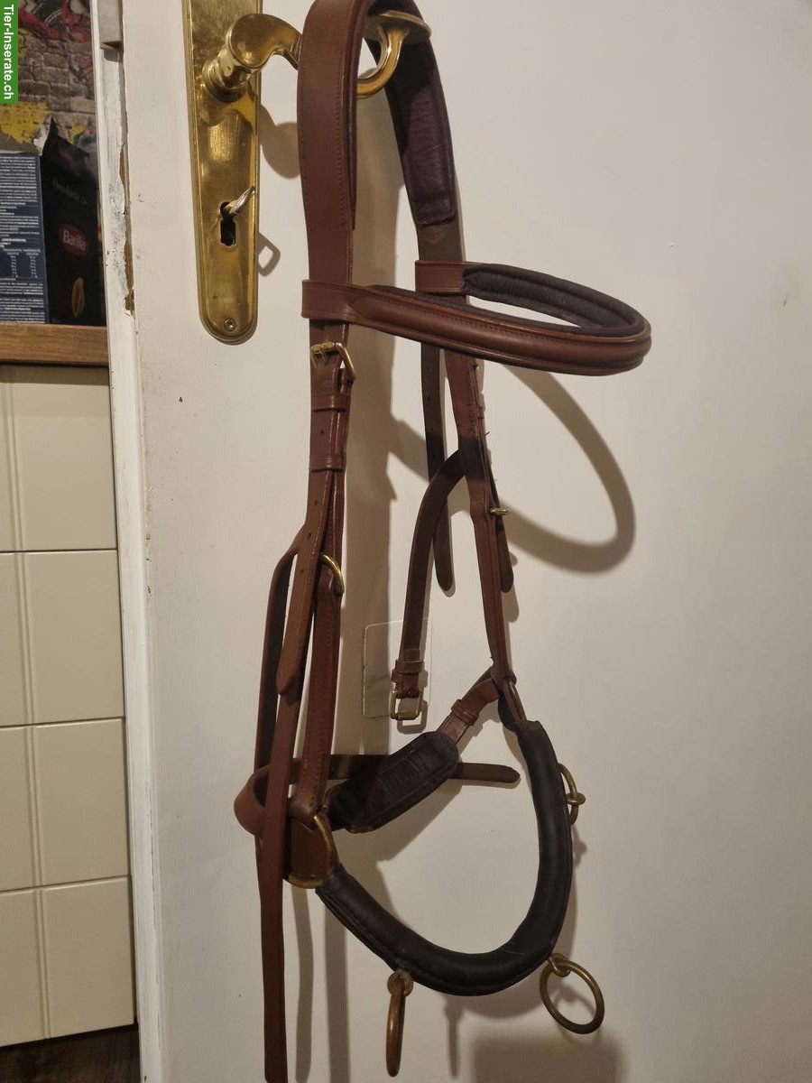 Caveçon zu verkaufen, Grösse Warmblut oder PRE