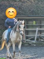 ​​Schimmelwallach, geritten, ein- und zweispännig gefahren