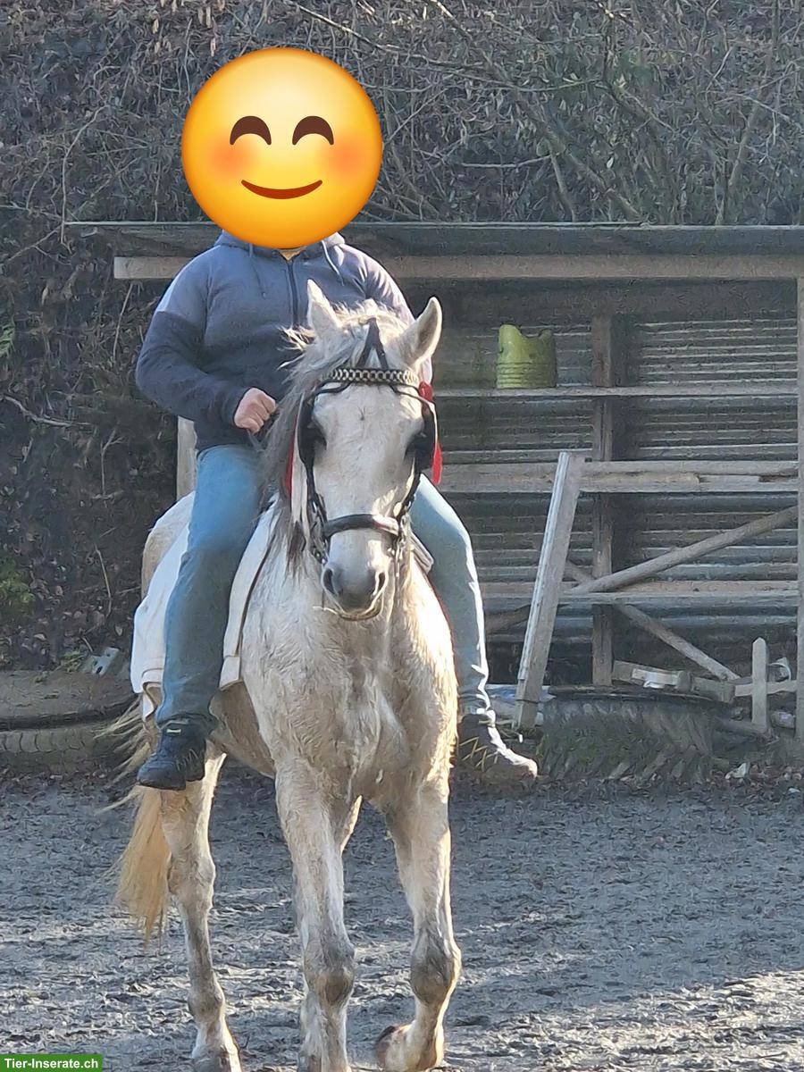 Bild 2: ​​Schimmelwallach, geritten, ein- und zweispännig gefahren