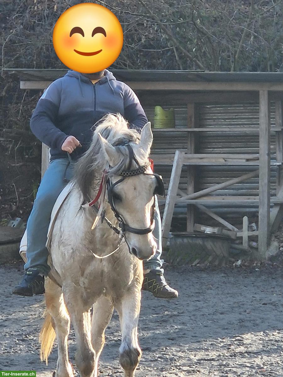 Bild 3: ​​Schimmelwallach, geritten, ein- und zweispännig gefahren