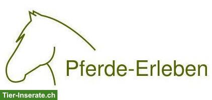 Pferdegestützte Interventionen & Reitunterricht