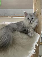 Maine Coon Deckkater, Black-High-Silver