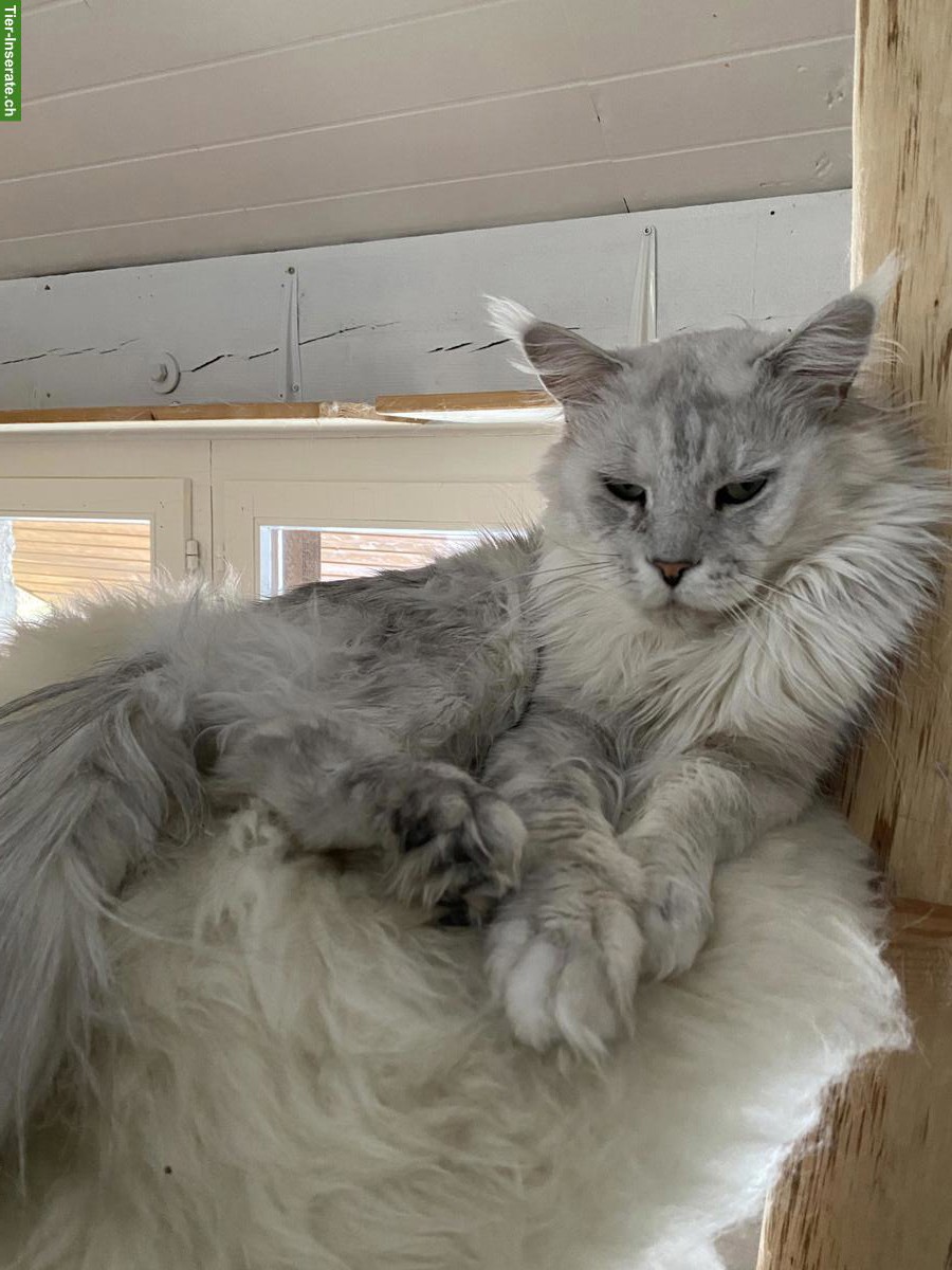 Bild 2: Maine Coon Deckkater, Black-High-Silver