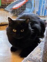 Katzen suchen Lebensplatz