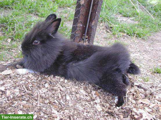 Junge Löwenkopf Zwerghäsli