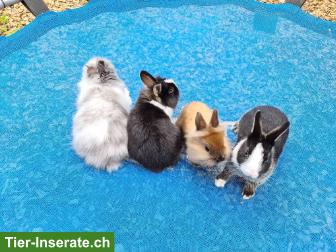 Bild 2: Junge Löwenkopf Zwerghäsli