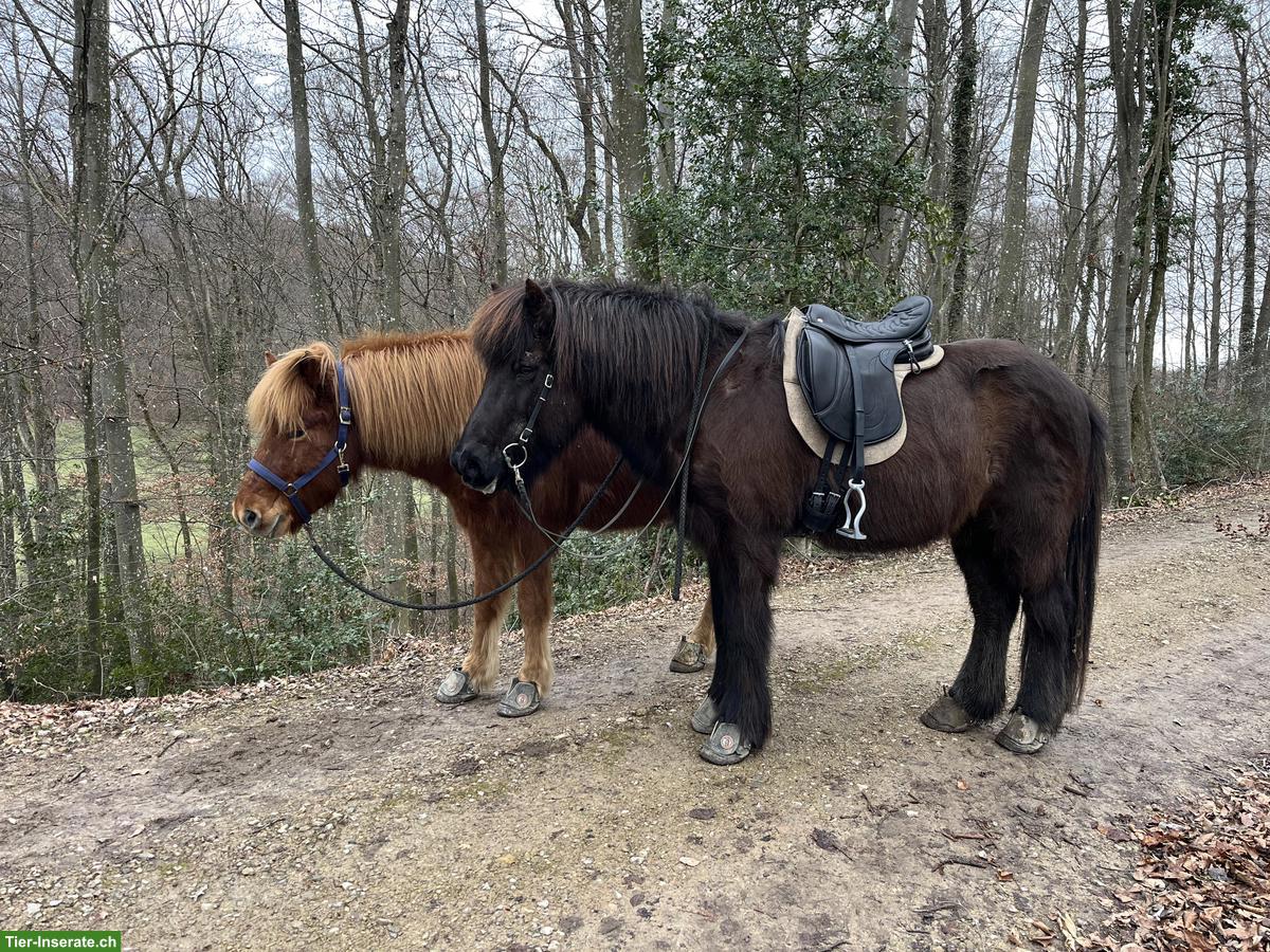 Bild 2: Reitbeteiligung auf Islandpferden, Zuzgen AG