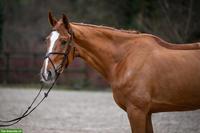 Sportlicher KWPN-Wallach Fuchs sucht neuen Partner 🐴