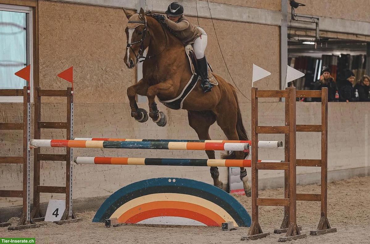 Bild 3: Sportlicher KWPN-Wallach Fuchs sucht neuen Partner 🐴