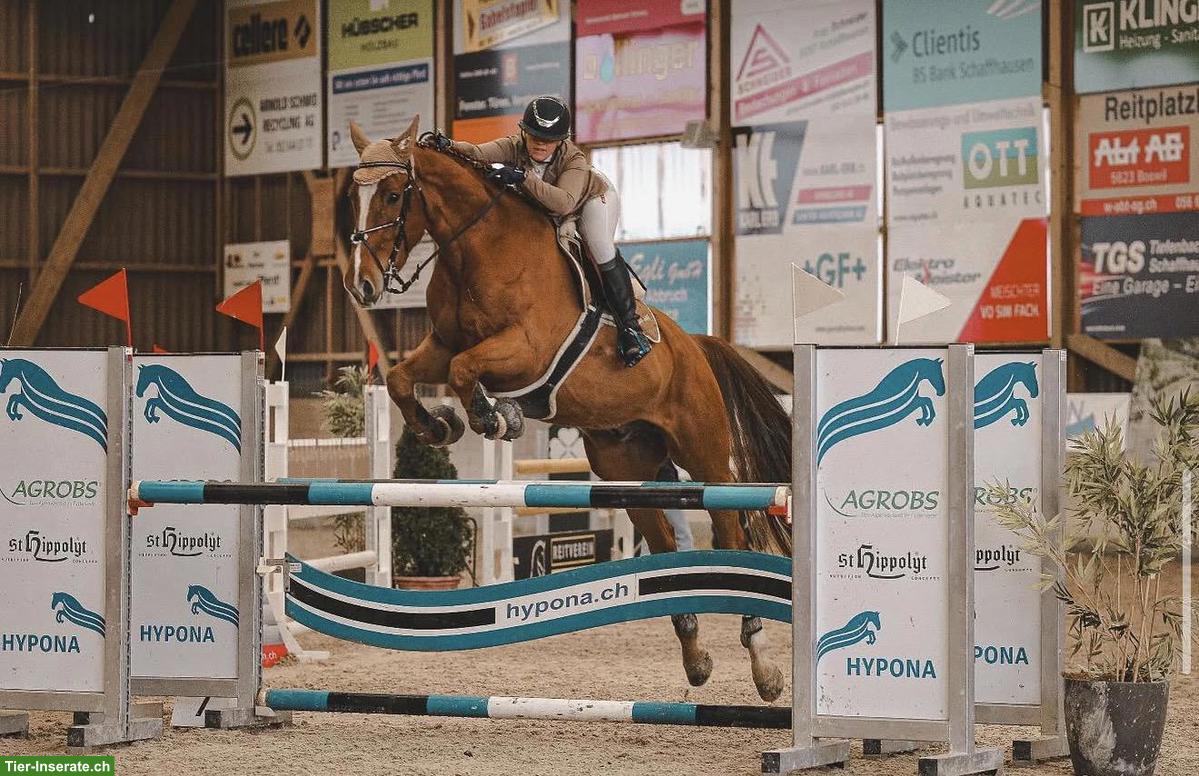 Bild 4: Sportlicher KWPN-Wallach Fuchs sucht neuen Partner 🐴