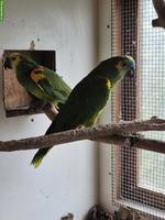 Blaustirnamazone 1.1 (Amazona aestiva)