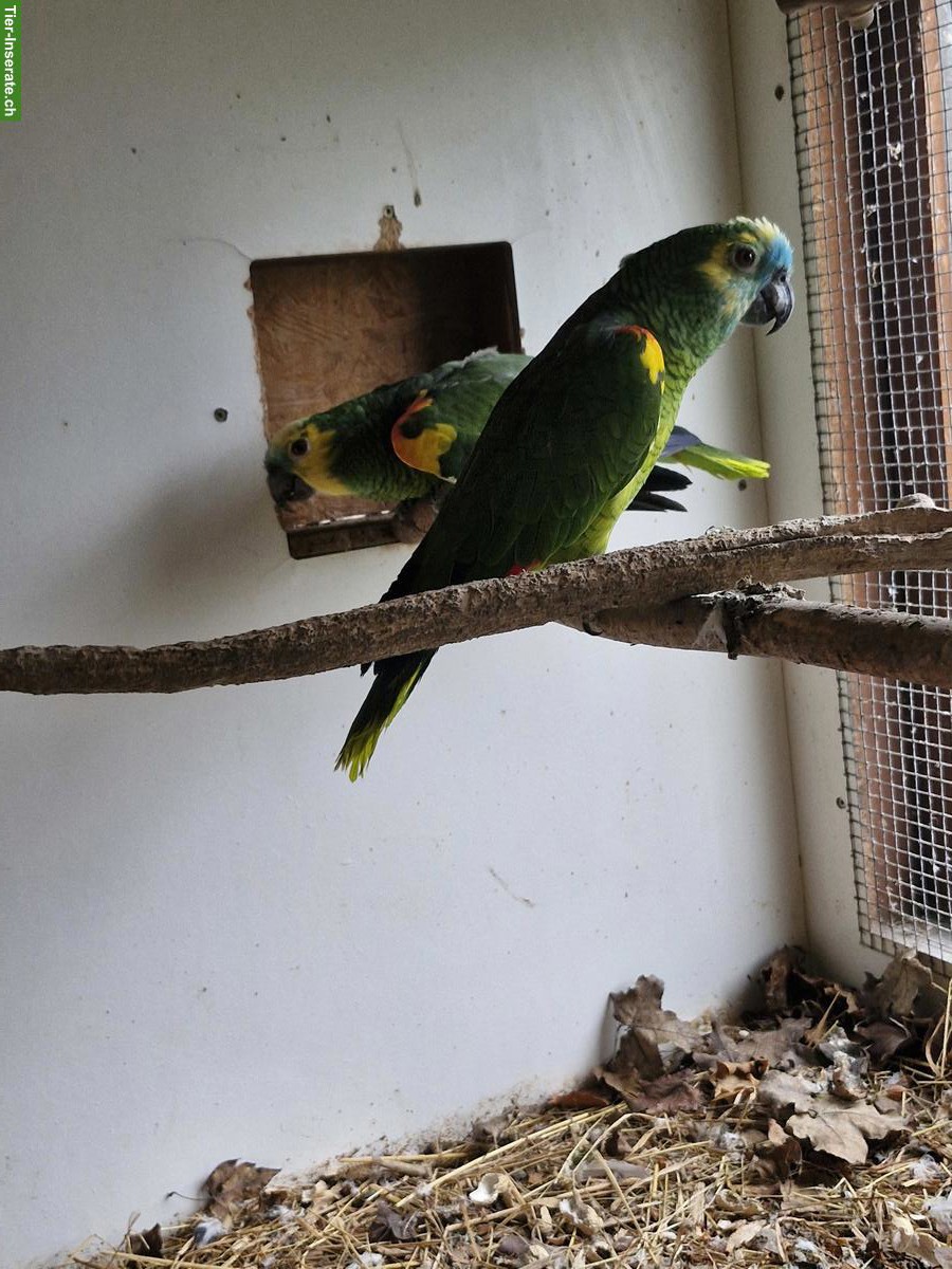 Bild 2: Blaustirnamazone 1.1 (Amazona aestiva)