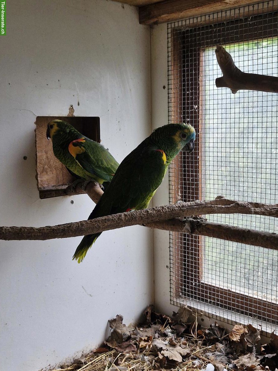 Bild 3: Blaustirnamazone 1.1 (Amazona aestiva)