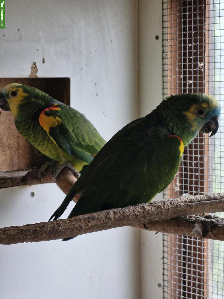 Bild 4: Blaustirnamazone 1.1 (Amazona aestiva)