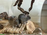 Degus abzugeben mit komplettem Zubehör