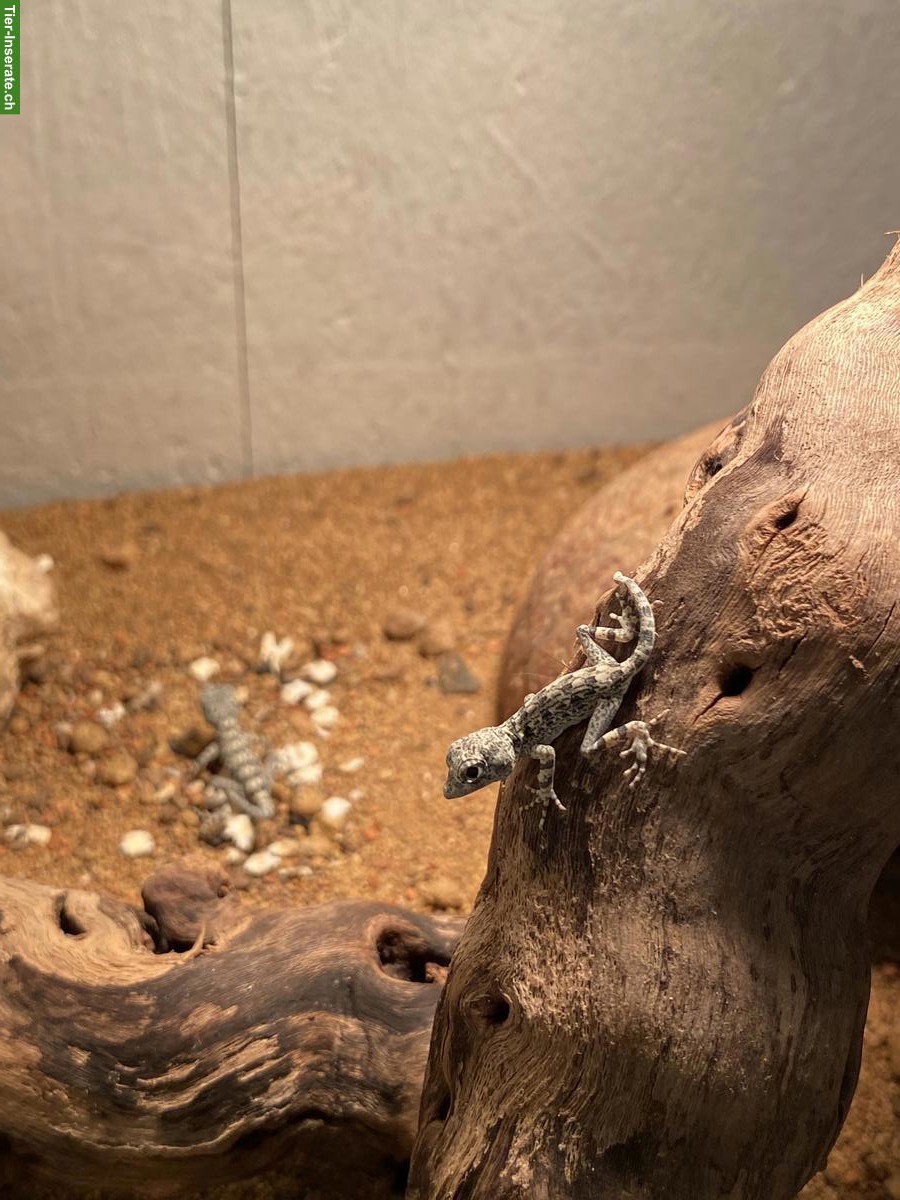 Skorpionschwanzgeckos (Pristurus carteri)