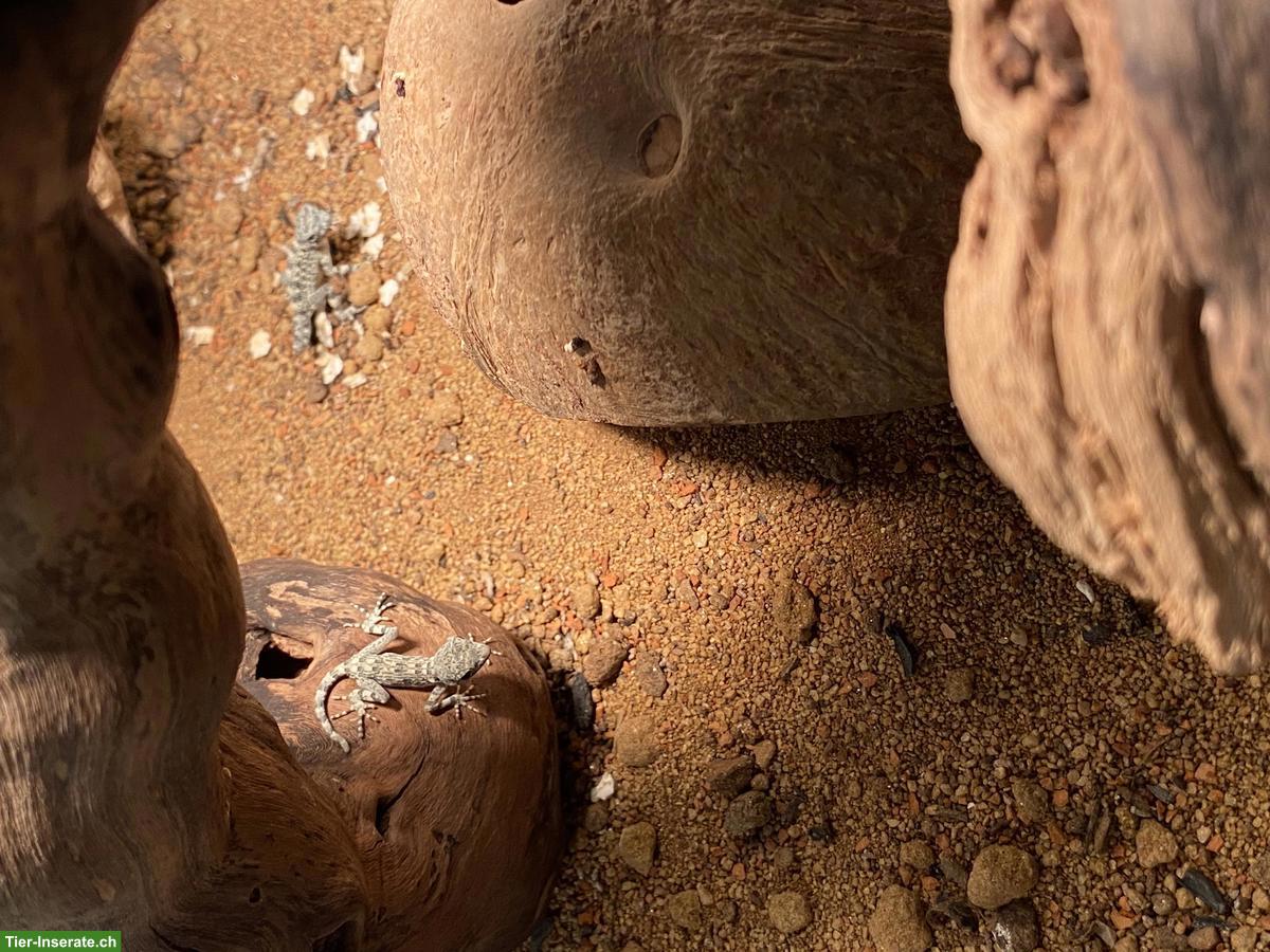 Bild 2: Skorpionschwanzgeckos (Pristurus carteri)