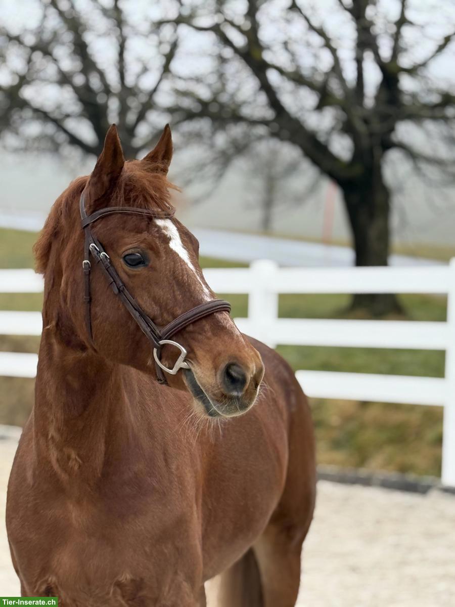 Freibergerstute, 12-jährig, 1.55m, CS/CD-erfahren