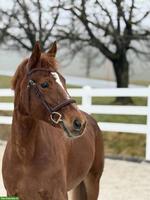 Freibergerstute, 12-jährig, 1.55m, CS/CD-erfahren