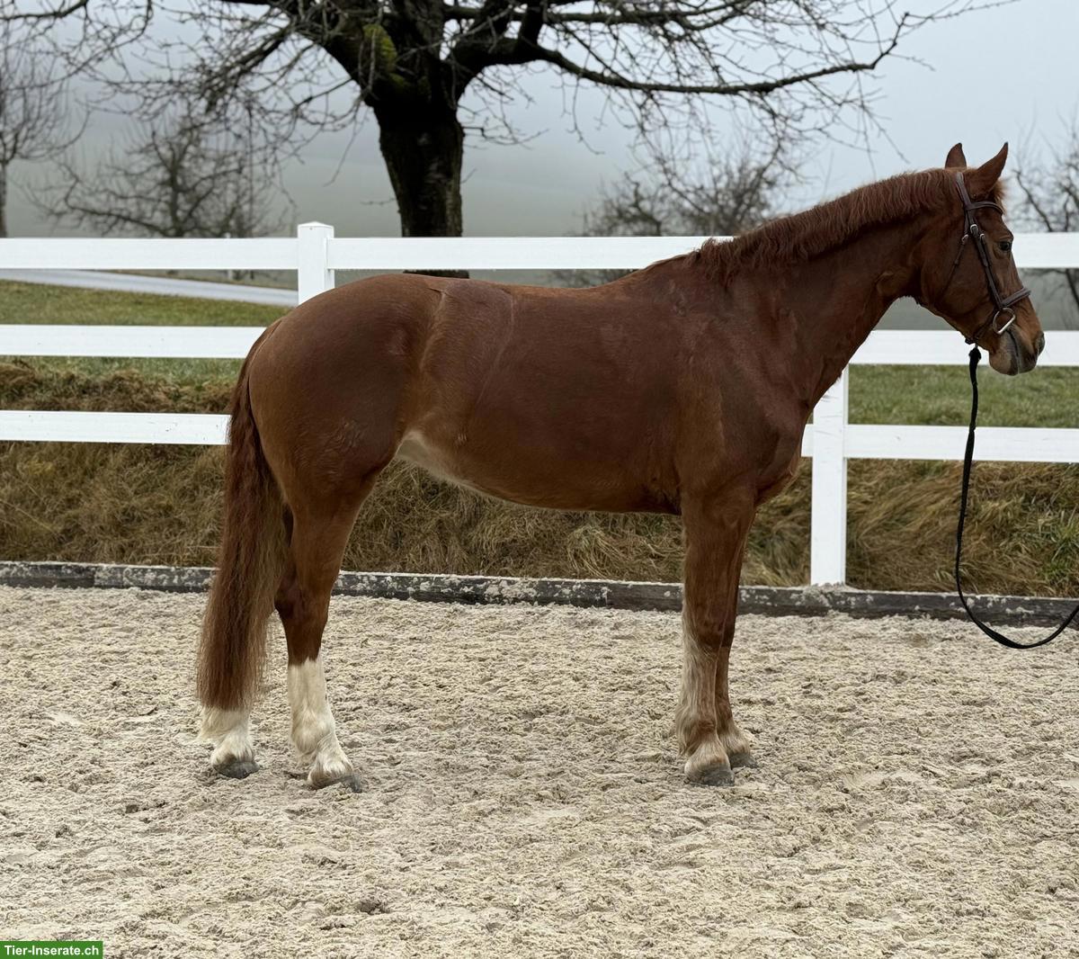 Bild 2: Freibergerstute, 12-jährig, 1.55m, CS/CD-erfahren