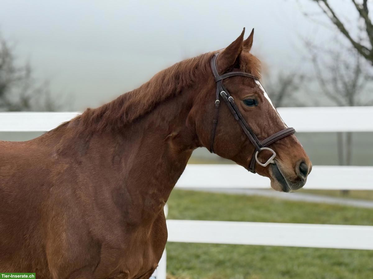 Bild 3: Freibergerstute, 12-jährig, 1.55m, CS/CD-erfahren