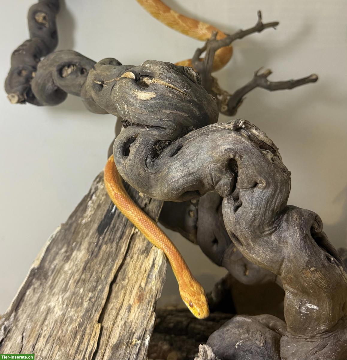 Kornnatter, 22-jährig, sucht verantwortungsvolles Zuhause