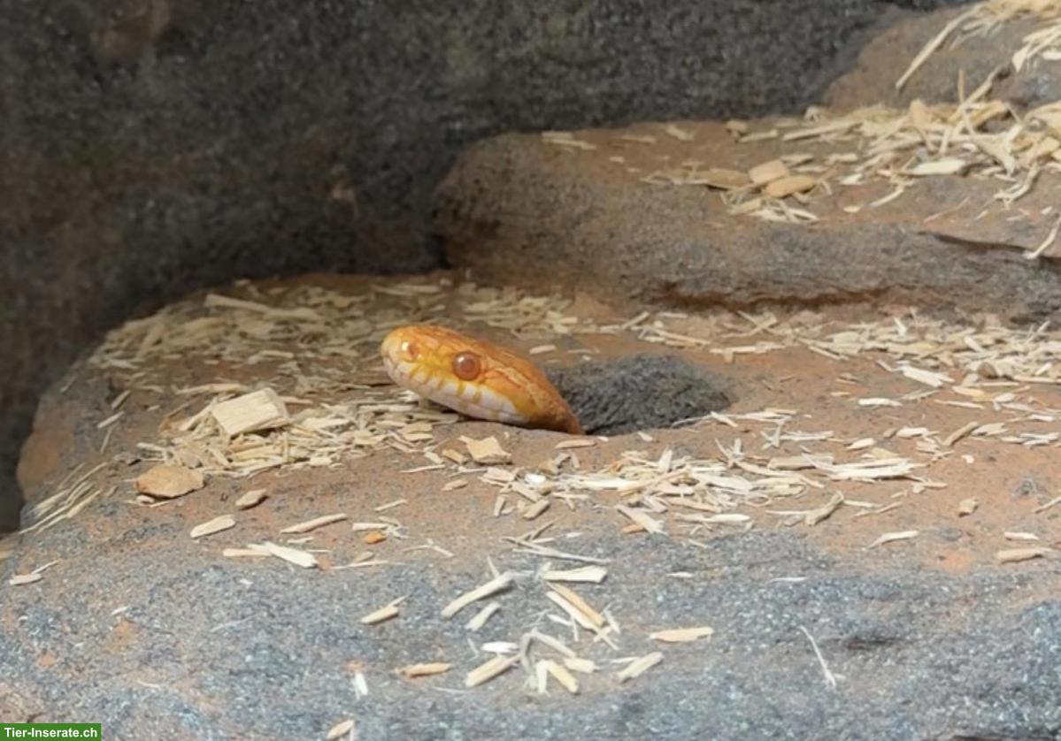 Bild 2: Kornnatter, 22-jährig, sucht verantwortungsvolles Zuhause