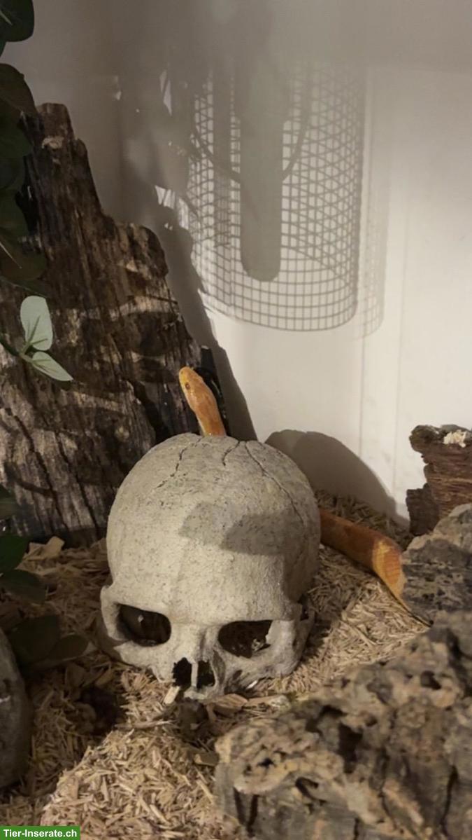 Bild 3: Kornnatter, 22-jährig, sucht verantwortungsvolles Zuhause