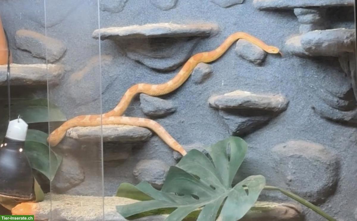 Bild 5: Kornnatter, 22-jährig, sucht verantwortungsvolles Zuhause