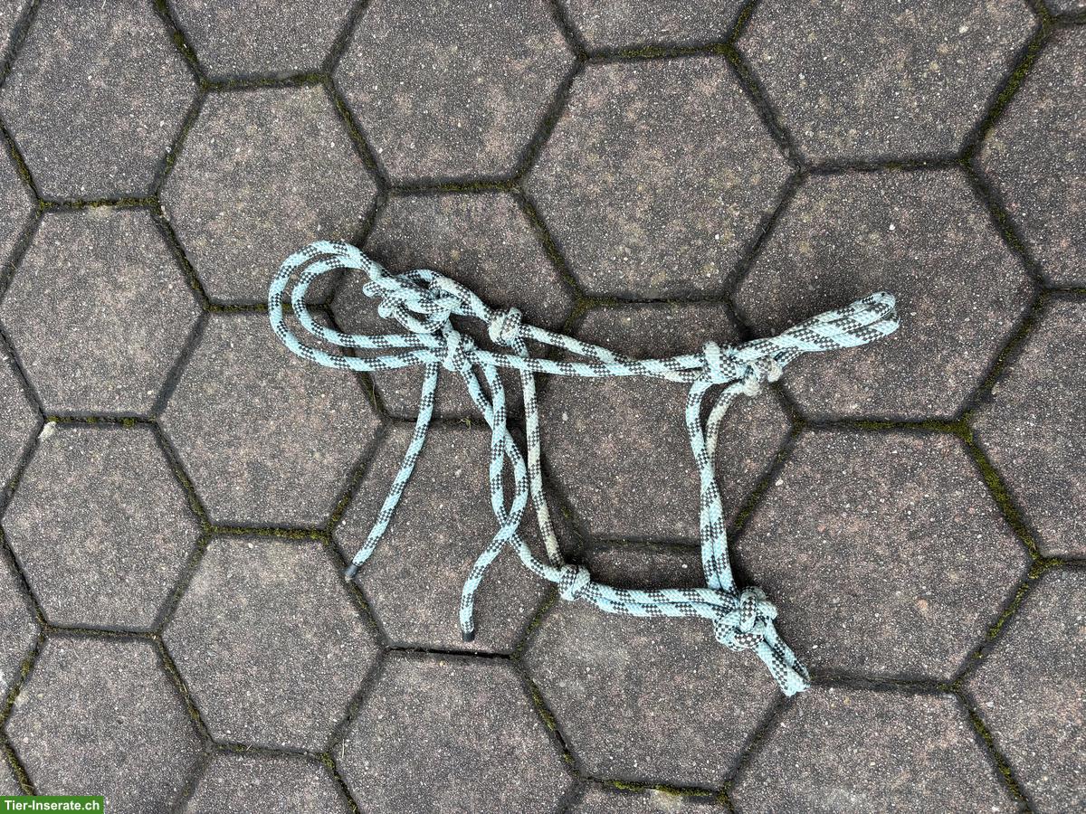 Bild 8: Pferdezubehör: Vorderzeug, Knotenhalfter, Bandagen, Ohrengarn