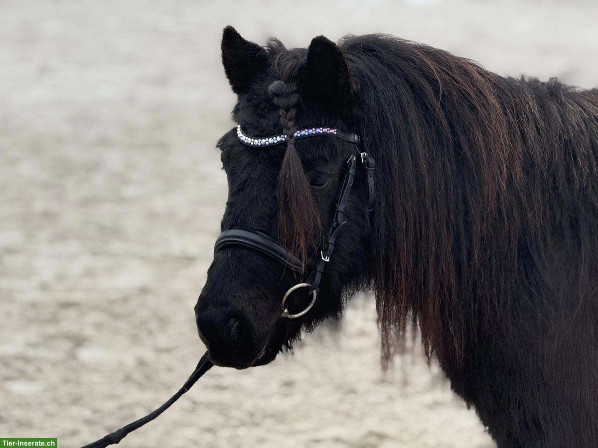 5-jährige Original Shetlandpony Stute, 1.05m