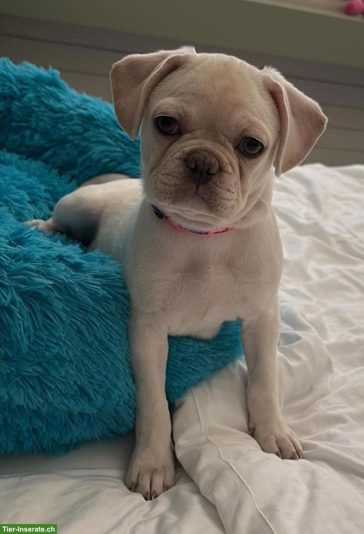 Junge Mops x Französische Bulldoggen Hündin