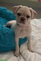 Junge Mops x Französische Bulldoggen Hündin