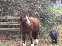 Freibergerstute, geritten & ein- bis dreispännig gefahren