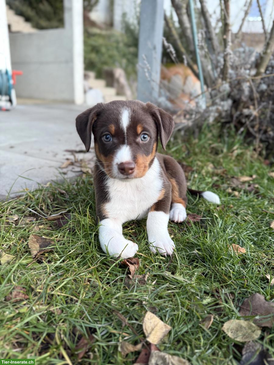 Seltener Schilthund x Appenzeller Sennenhund Welpen, 1 Rüde