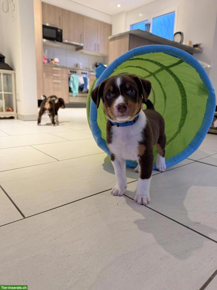 Bild 3: Seltener Schilthund x Appenzeller Sennenhund Welpen, 1 Rüde