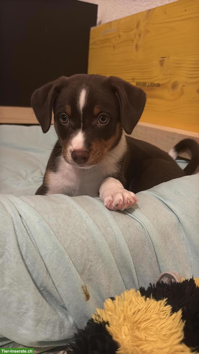 Bild 4: Seltener Schilthund x Appenzeller Sennenhund Welpen, 1 Rüde