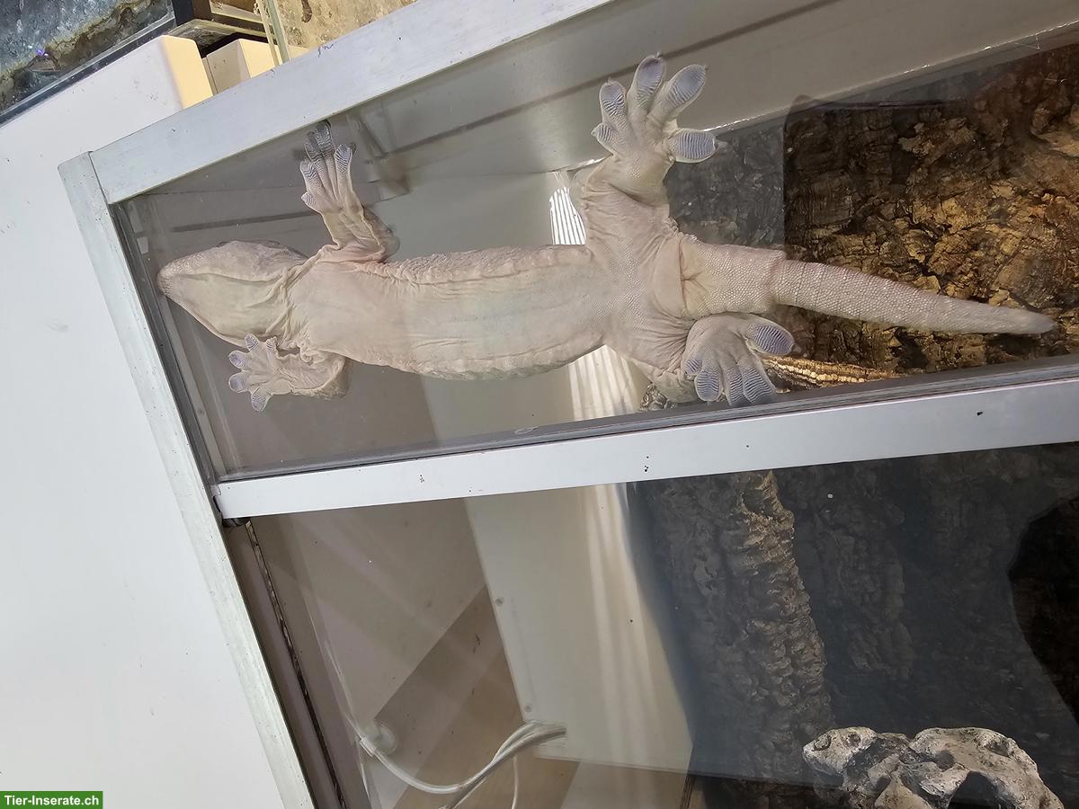 Rhacodactylus leachianus, Nuu Ana, NZ 2024